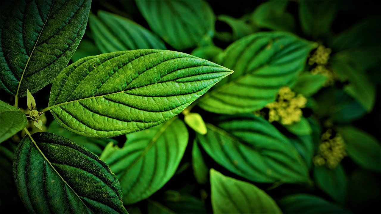 Biodiversity on the Edge: What Can We Do to Protect It?